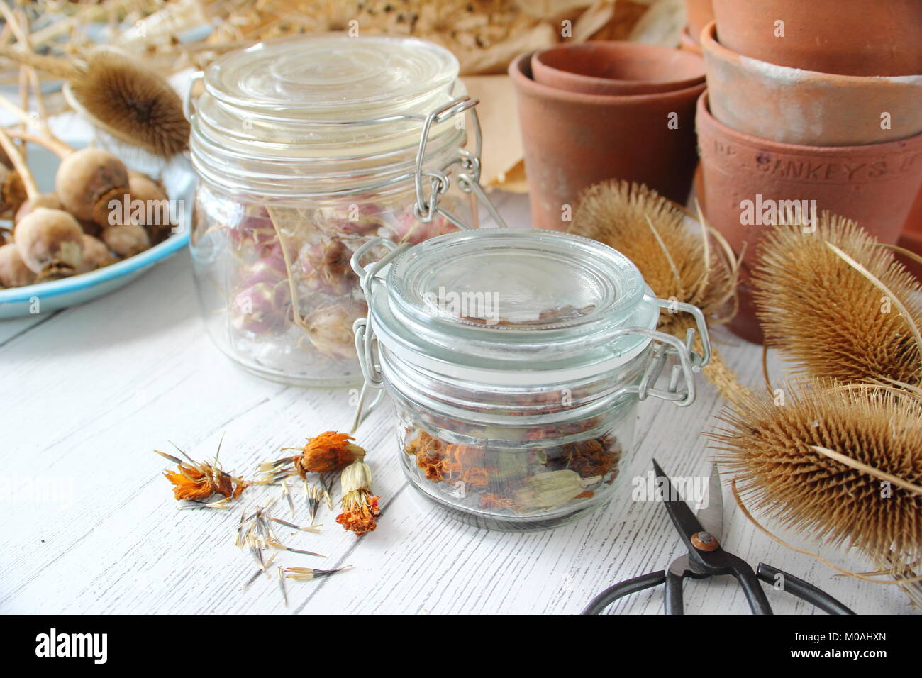 Saving and storing dried flower seeds collected from an English garden including marigold, nigella, allium, poppy and teasels, into airtight glass jar Stock Photo