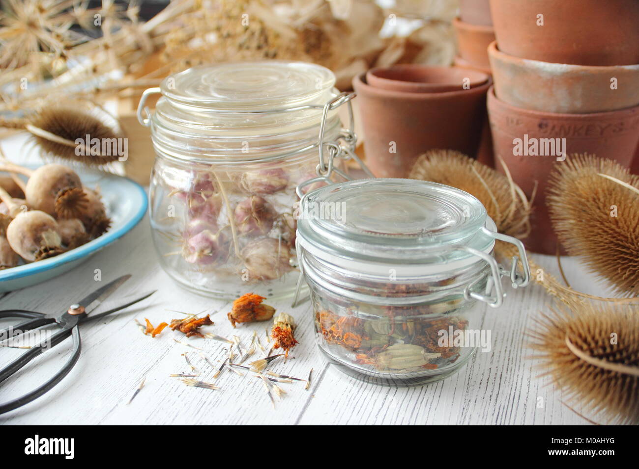 Saving and storing dried flower seeds collected from an English garden including marigold