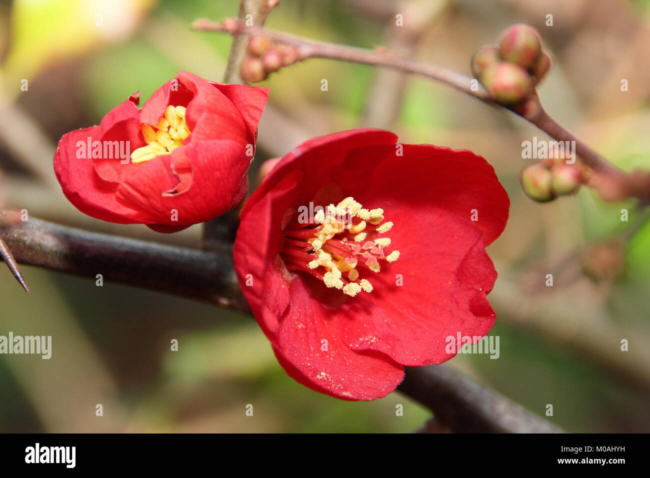 Flowers of the Japanese quince Chaemnomeles superba 'Rowallane' blooming in an northern English garden in early winter, UK Stock Photo