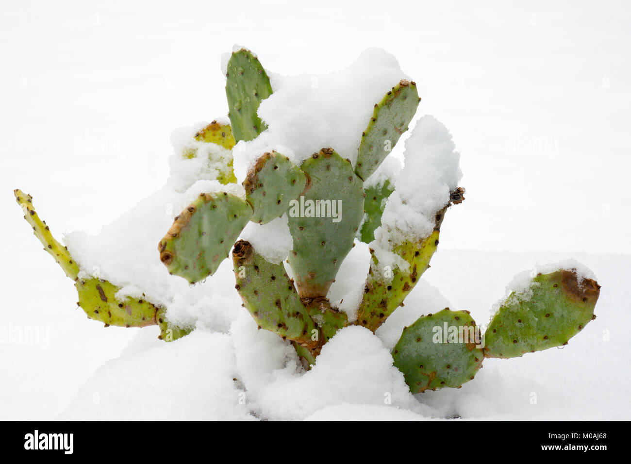 Malvern, Worcestershire, UK, Sunday 10th December 2017.  Overnight snow catches out this semi hardy Cactus that had been enjoying the warm autumn.  It Stock Photo