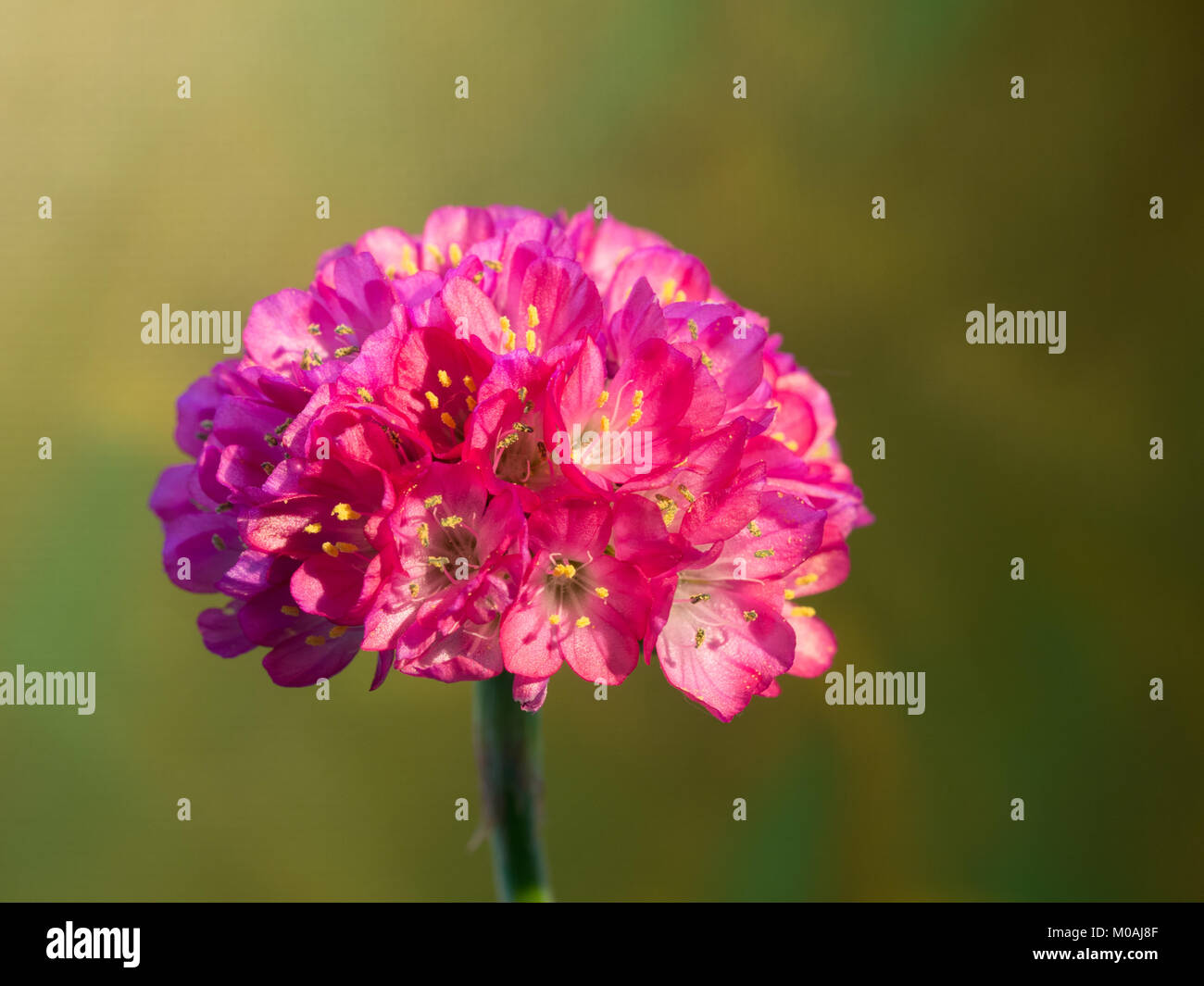 Close up of a deep pink flowerhead of Armeria maritima against an out out of focus background Stock Photo