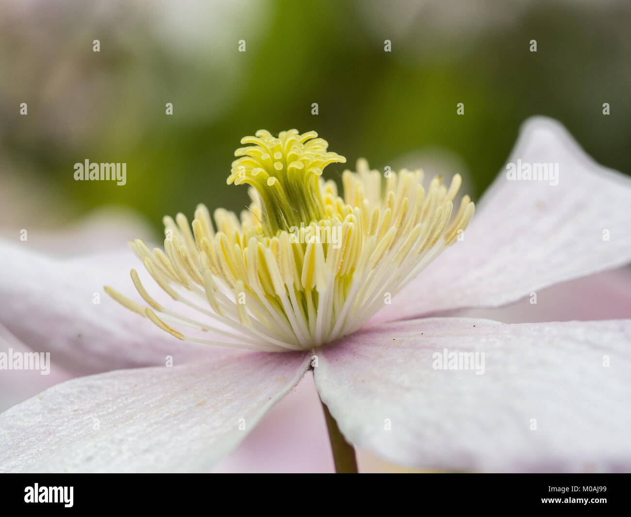 Extreme close up of the centre of a flower of Clematis montana Pink Perfection Stock Photo