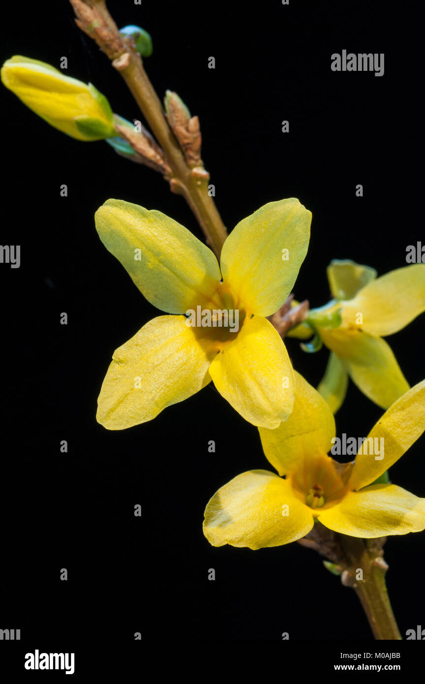 Close up of a yellow Forsythia flower against a black background Stock Photo