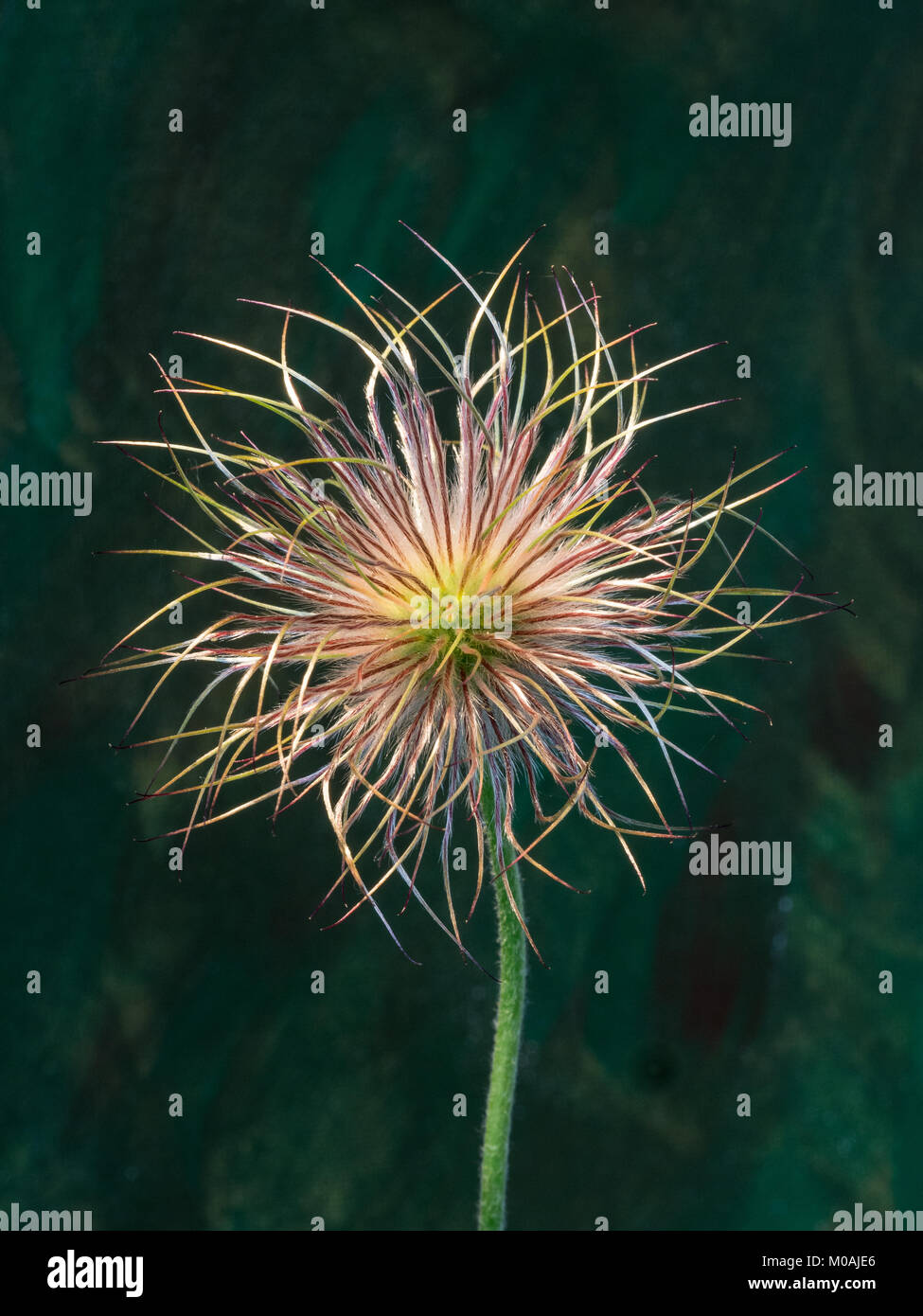 Close up of the seedhead of Pulstailla vulgaris Stock Photo