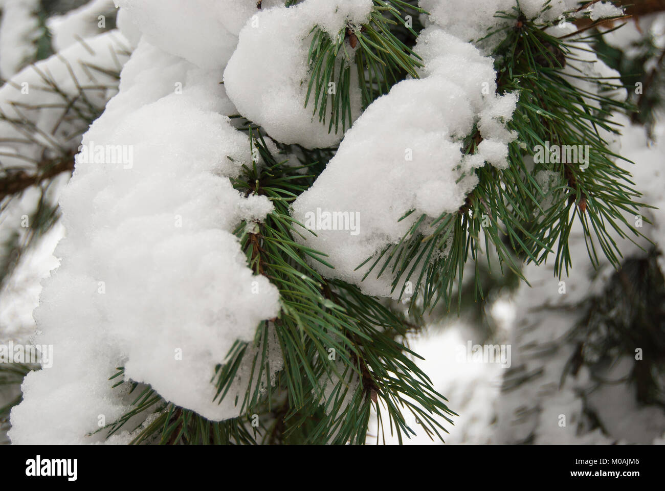 The branches of the pine are covered with a thick layer of fresh fluffy ...