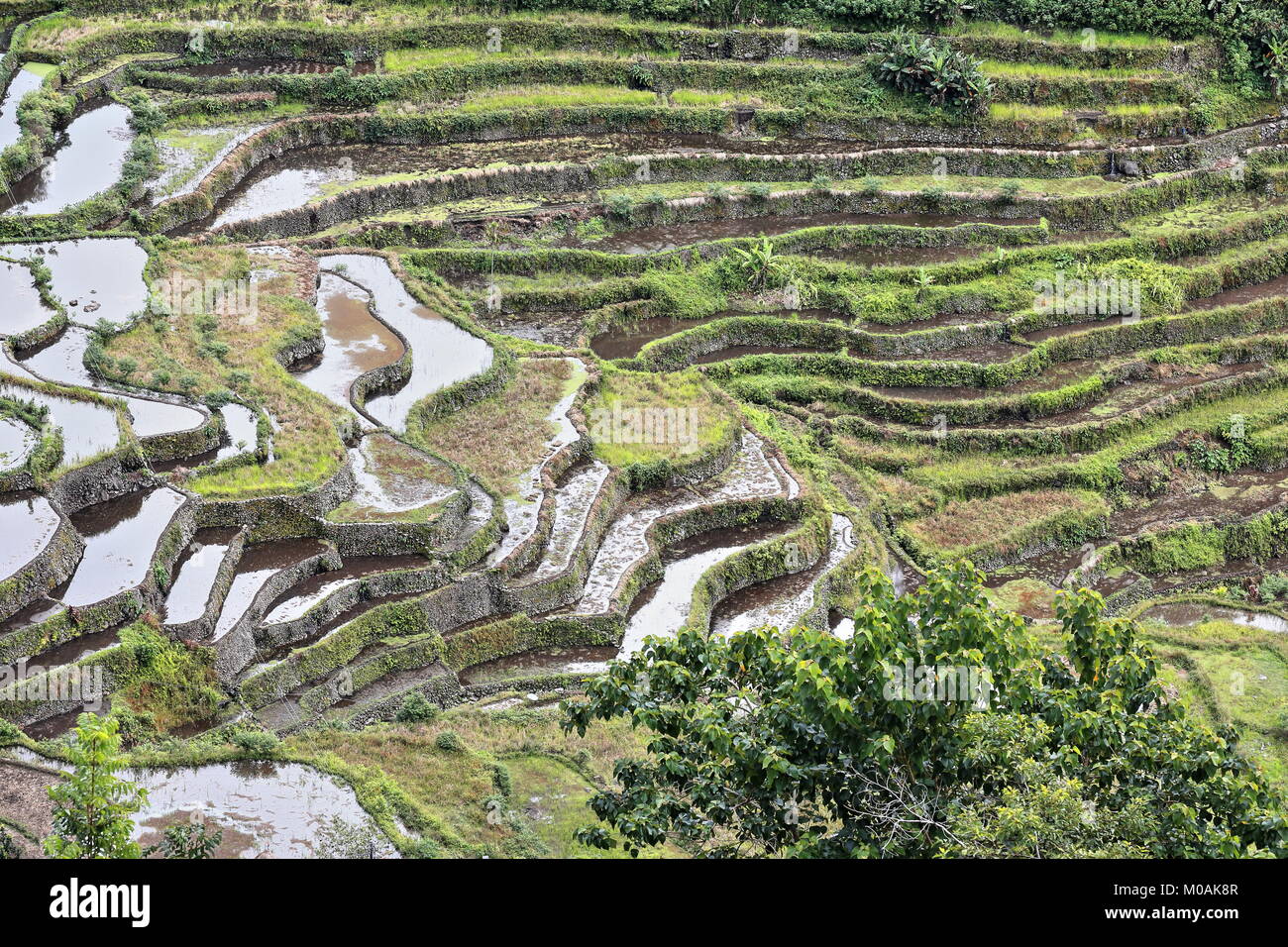 The Batad village cluster-part of the Rice Terraces of the Philippine Cordilleras UNESCO World Heritage Site in the cultural landscape category. Banau Stock Photo