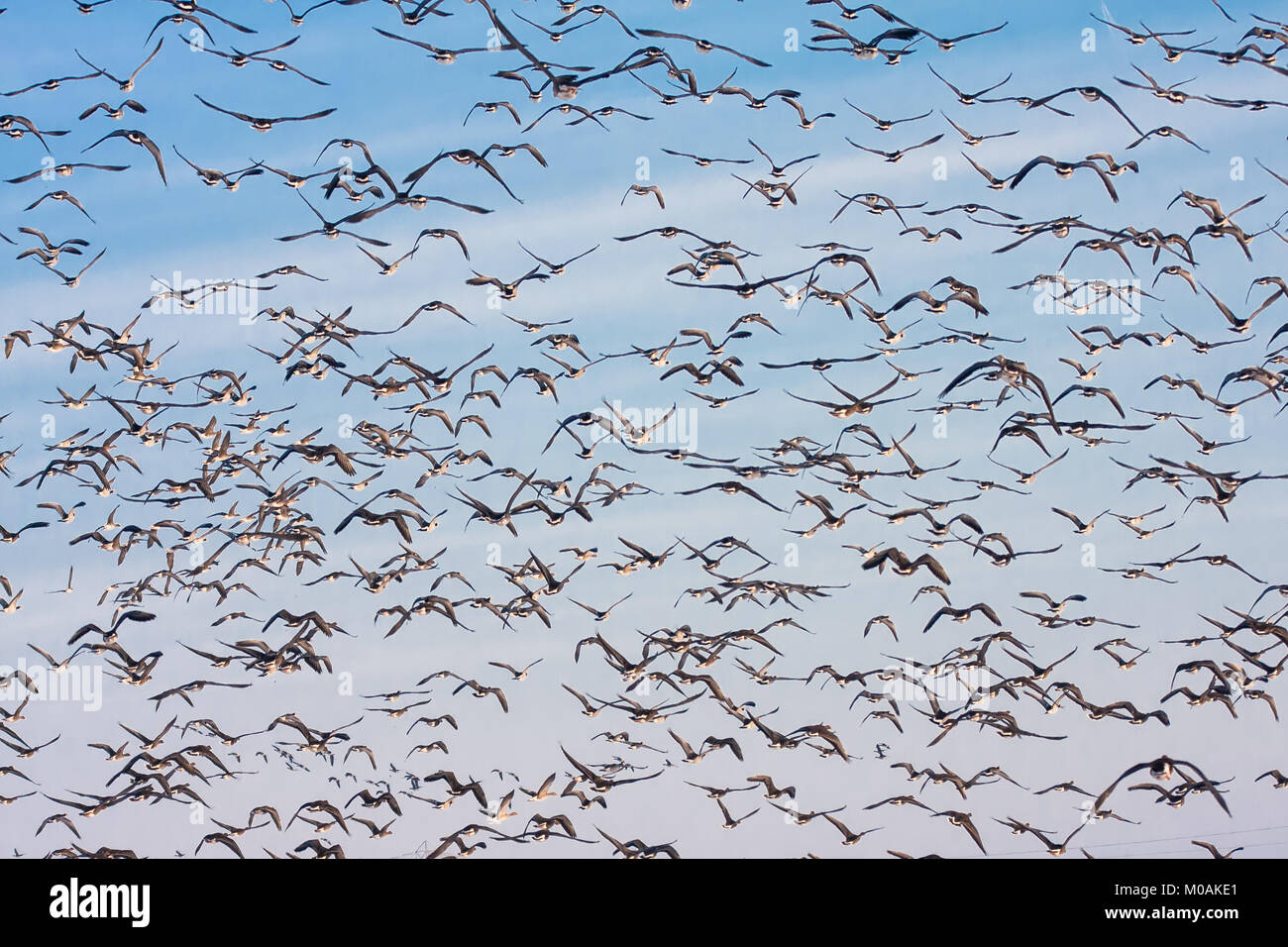 Background of wild geese flying over Flevoland, the Netherlands Stock Photo