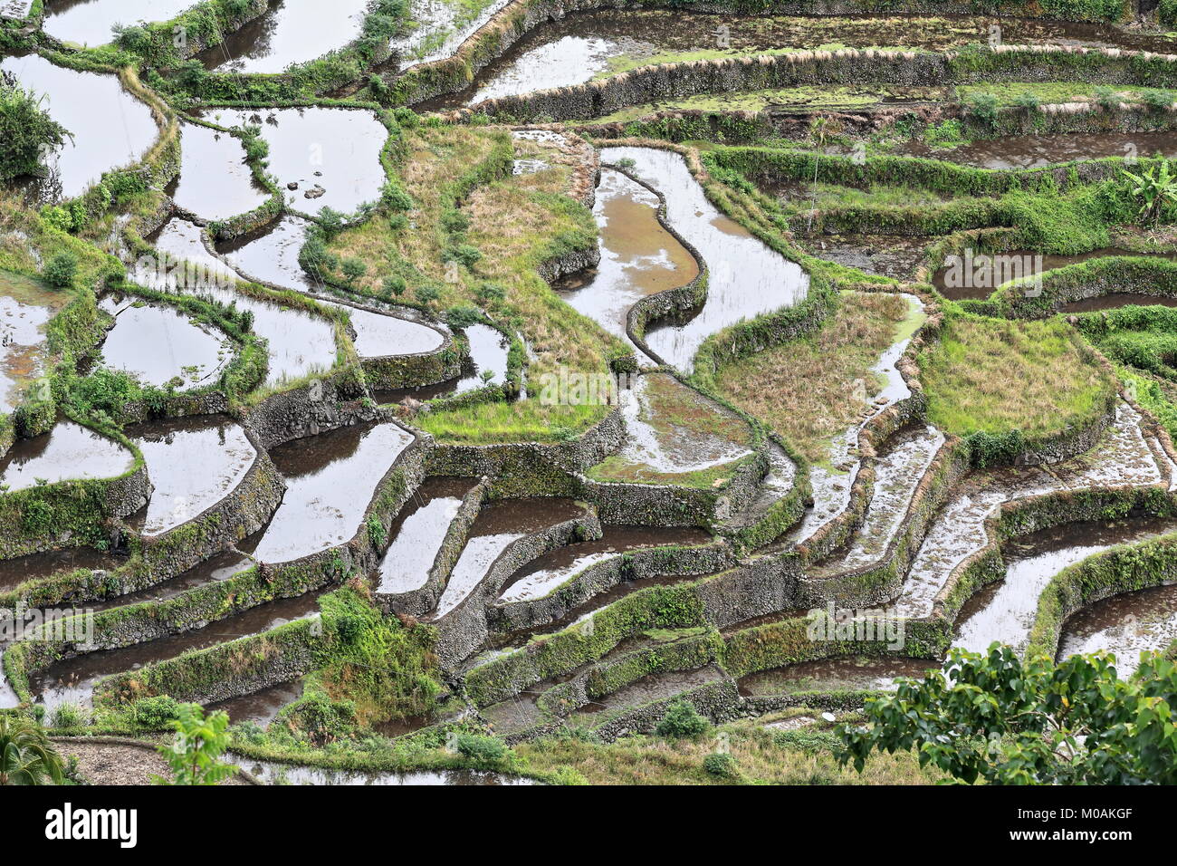 The Batad village cluster-part of the Rice Terraces of the Philippine Cordilleras UNESCO World Heritage Site in the cultural landscape category. Banau Stock Photo