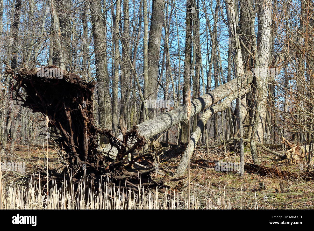 Tree blown over hires stock photography and images Alamy