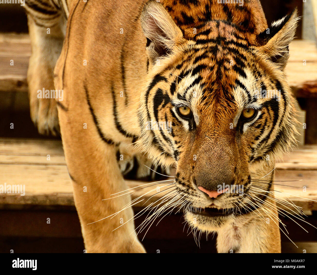 Bold Tiger Stock Photo