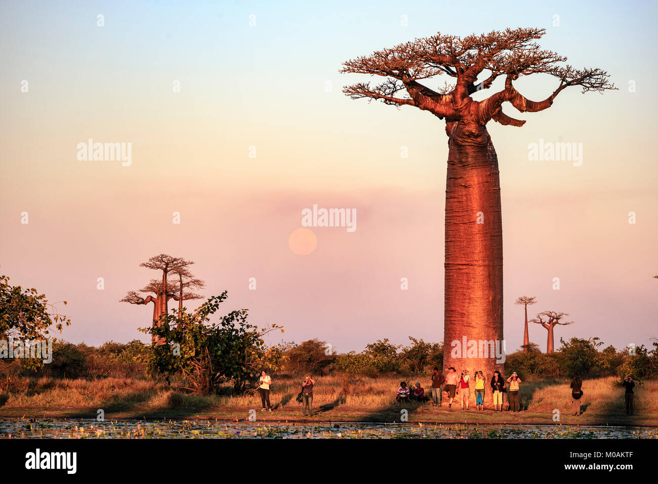 Baobab trees along the rural road at sunny day Stock Photo