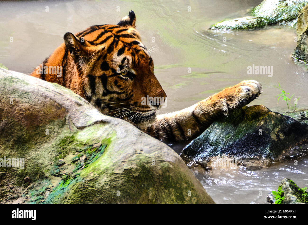 Bathing Tiger Stock Photo
