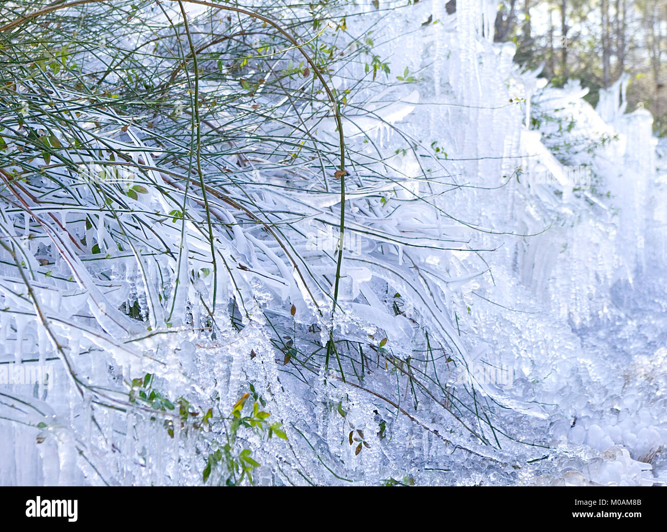 Frozen plants covered in icicles after a winter storm Stock Photo