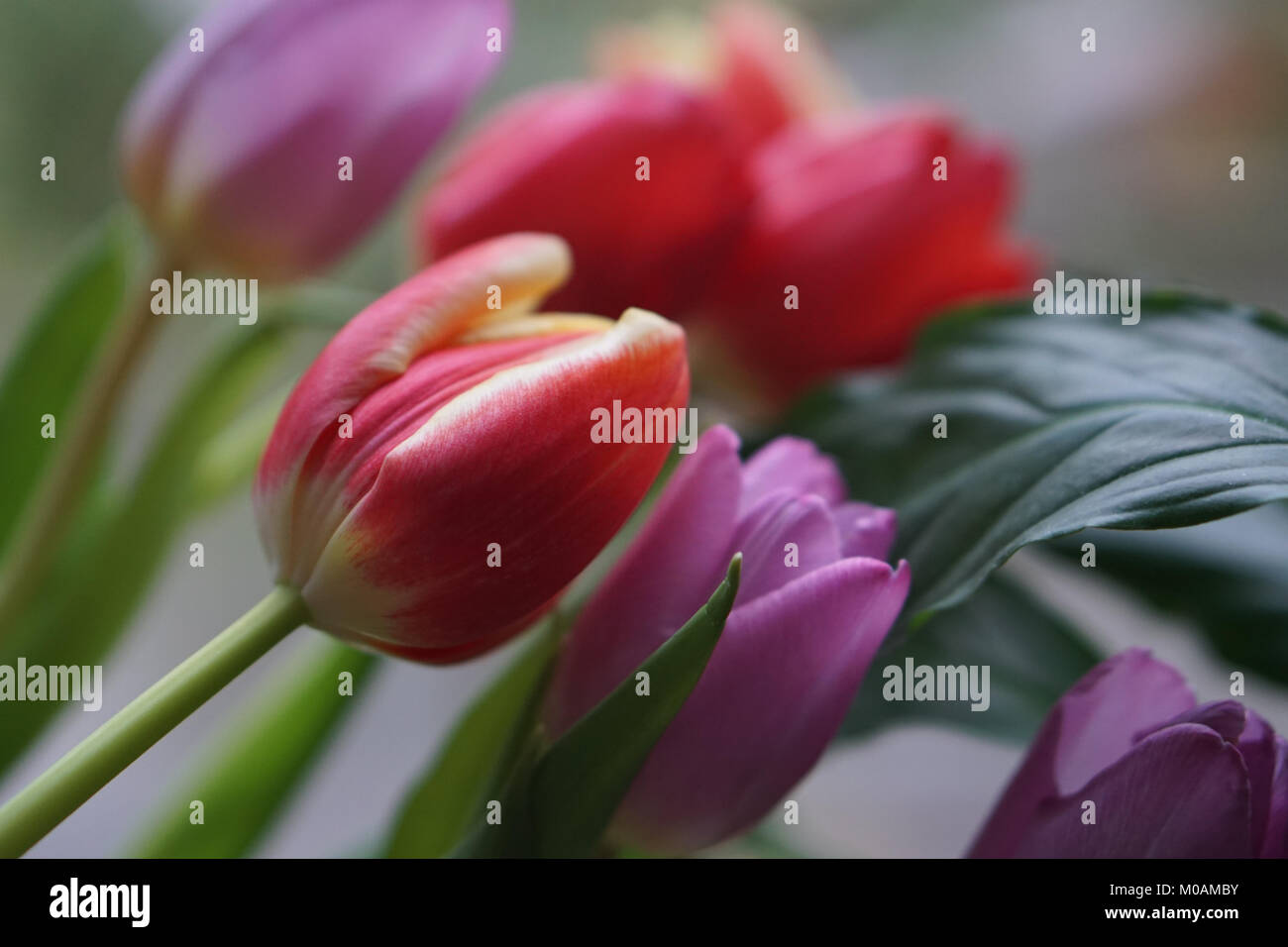 bunch of tulips background Stock Photo - Alamy
