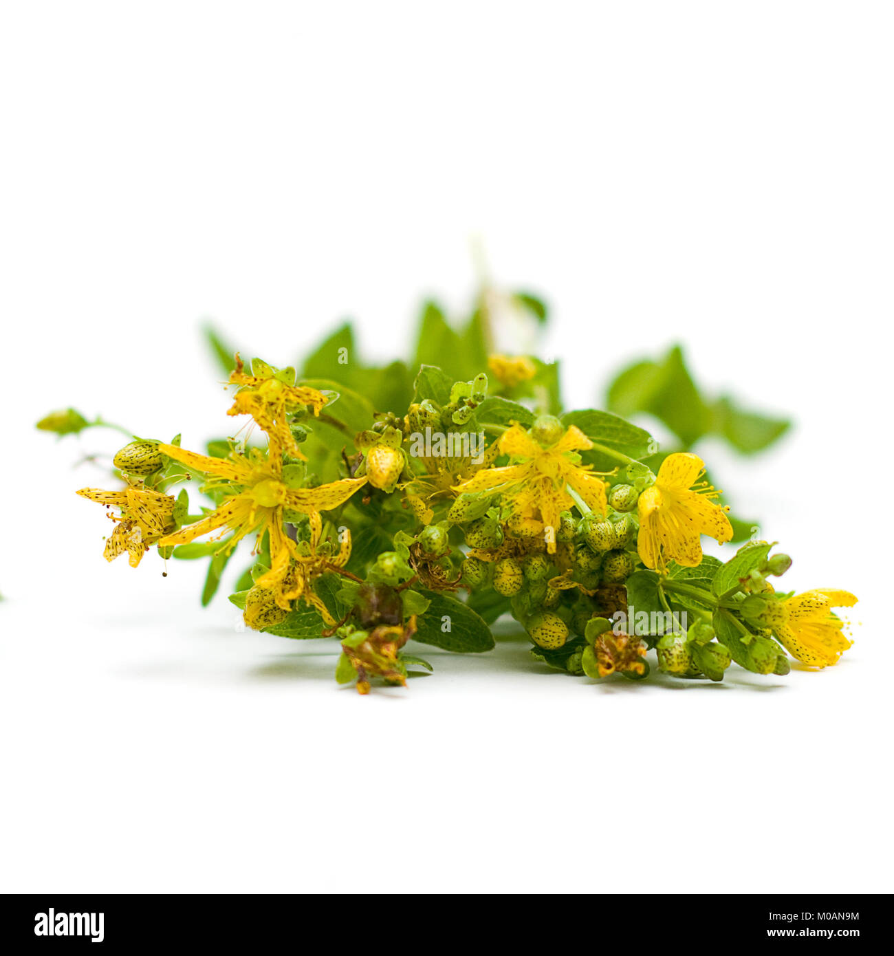 Tutsan (SaintJohn'swort), herbal medicine medicinal herbs on white