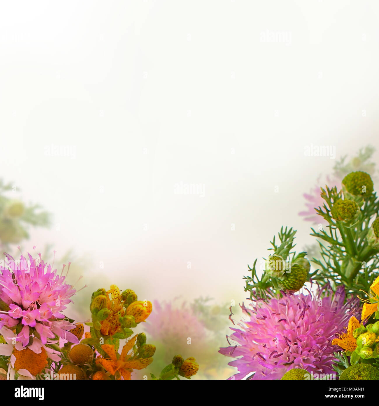 Floral Blossom Background. Wild Summer Flowers Stock Photo - Alamy
