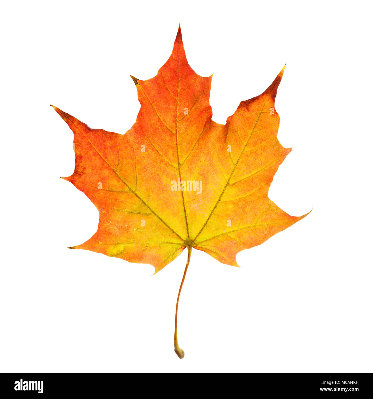 На что похож кленовый лист. Жёлтый лист а4 картинка. Как нарисовать желтый листок. Кленовый лист оранжевый. Дуб с листьями похожими на кленовые.