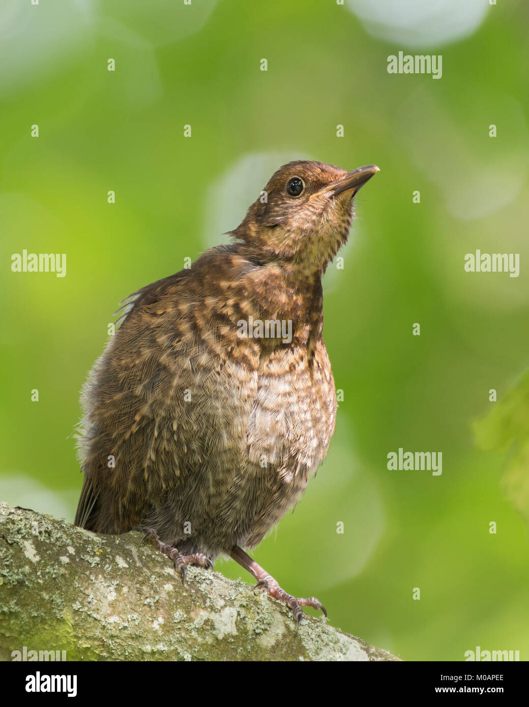 Fledgling Song Thrush (Turdus philomelos) perched on a branch waiting to be fed. Cahir, Tipperary, Ireland. Stock Photo