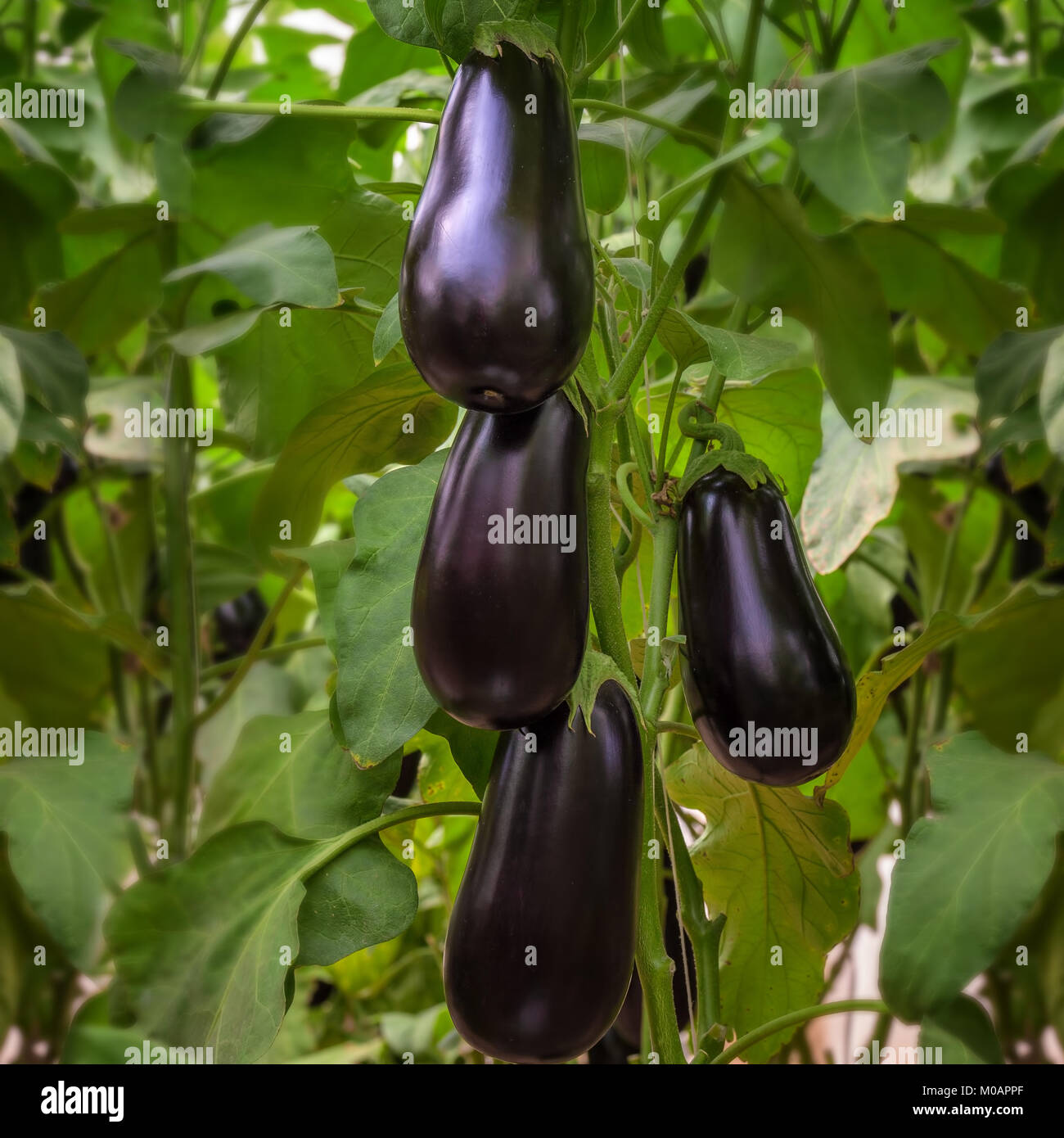 Eggplant hybrid F1 high yield growing in plastic tunnel Stock Photo