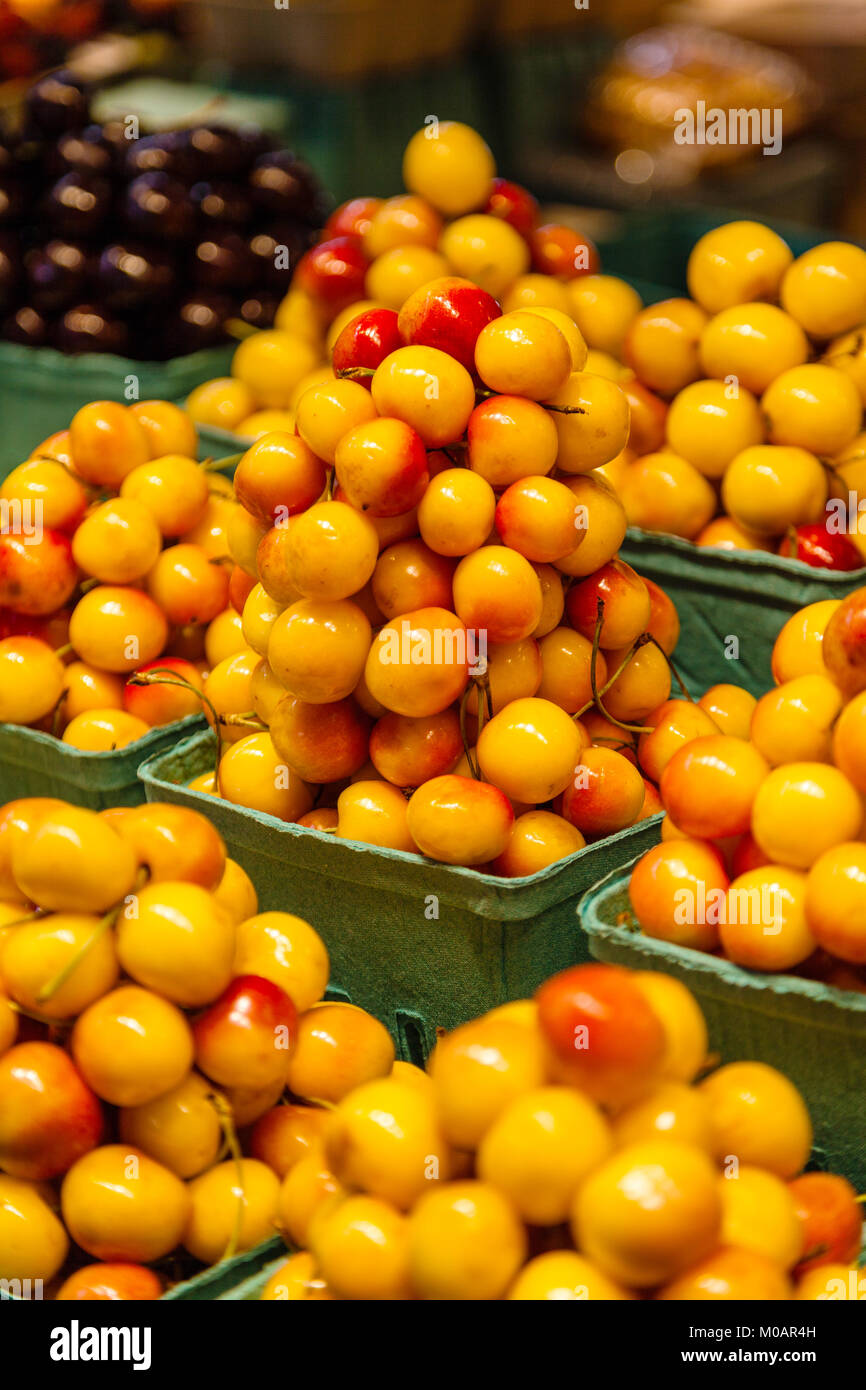 Rows of fresh yellow Rainier Cherries for sale at the farmers market