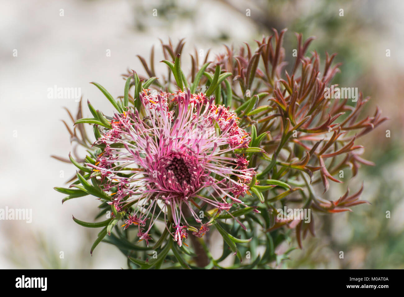 Isopogon dubius, Pincushion Coneflower.... Western Australian