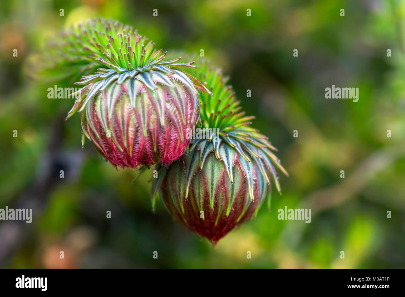 Darwinia neildiana ... Western Australian Wildflower Stock Photo