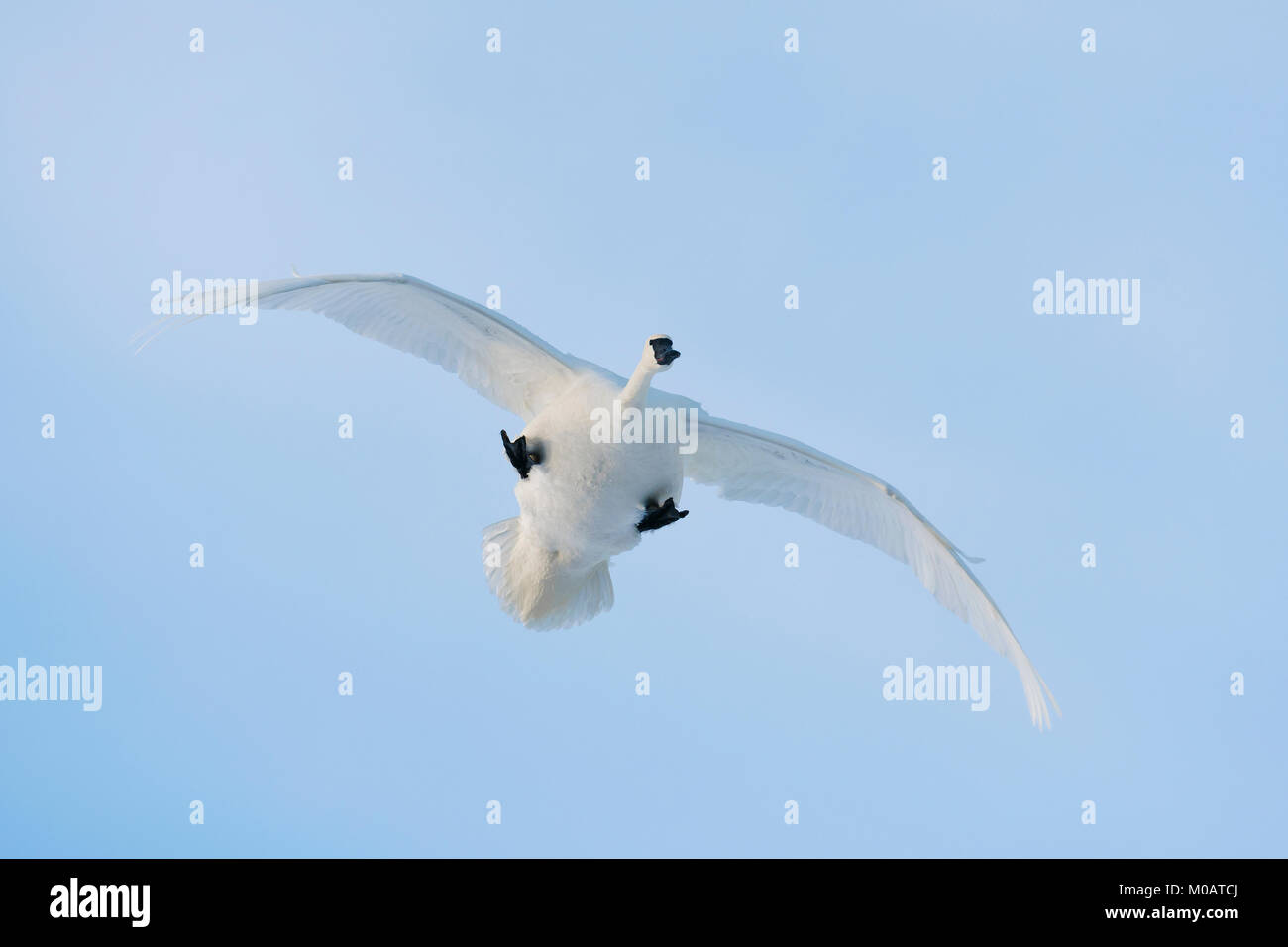 Trumpeter swans (Cygnus buccinator), USA, by Dominique Braud/Dembinsky Photo Assoc Stock Photo