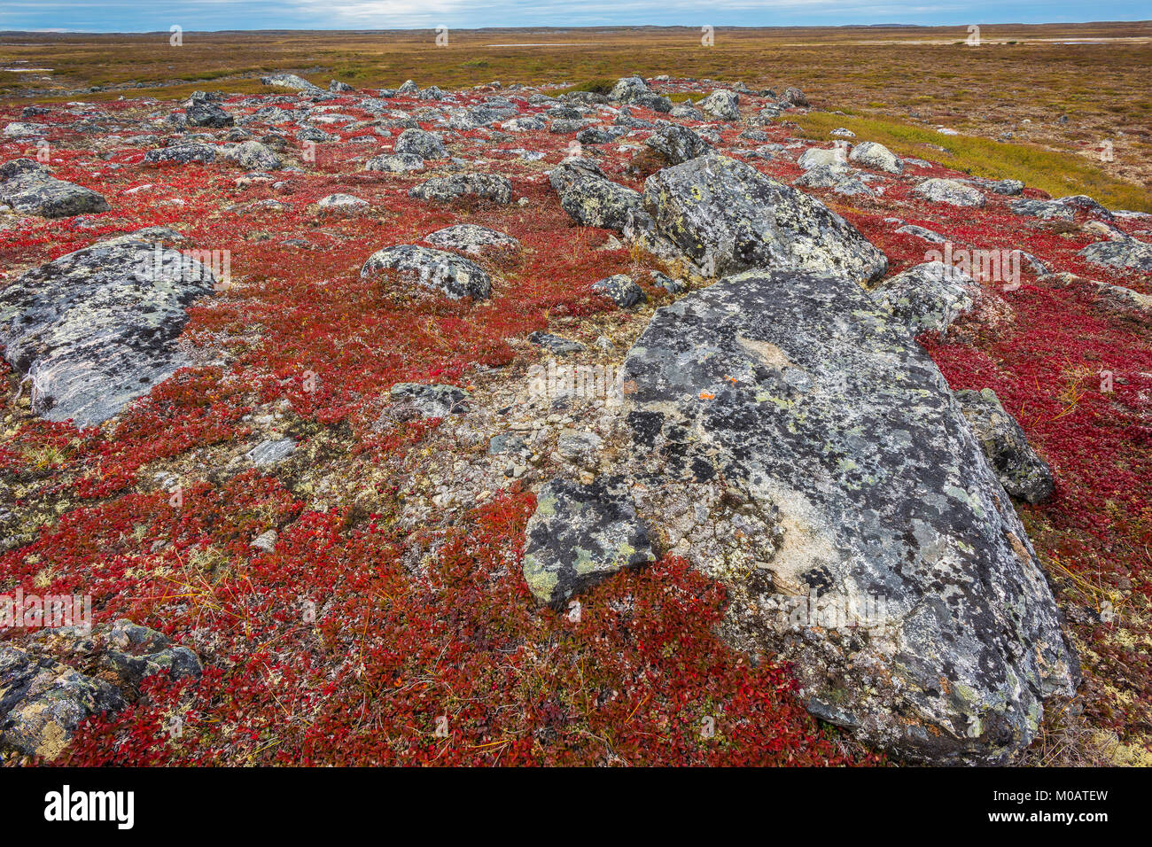 Bearberry,Tundra, Nunavik region, northern Quebec near Ungava Bay, Canada, September, by Dominique Braud/Dembinsky Photo Assoc Stock Photo