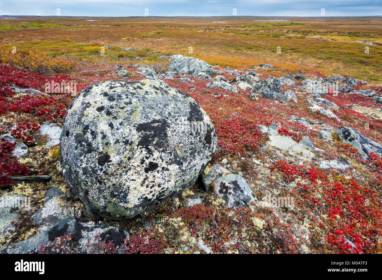Bearberry,Tundra, Nunavik region, northern Quebec near Ungava Bay, Canada, September, by Dominique Braud/Dembinsky Photo Assoc Stock Photo