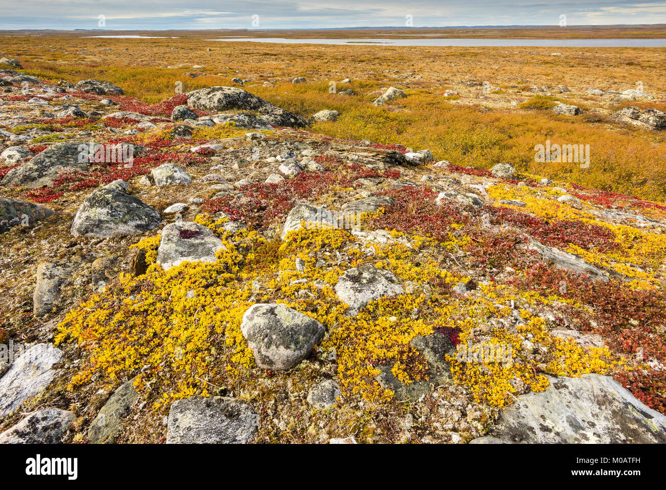 Alpine vegetation, Tundra, Nunavik region, northern Quebec near Ungava Bay, Canada, September, by Dominique Braud/Dembinsky Photo Assoc Stock Photo