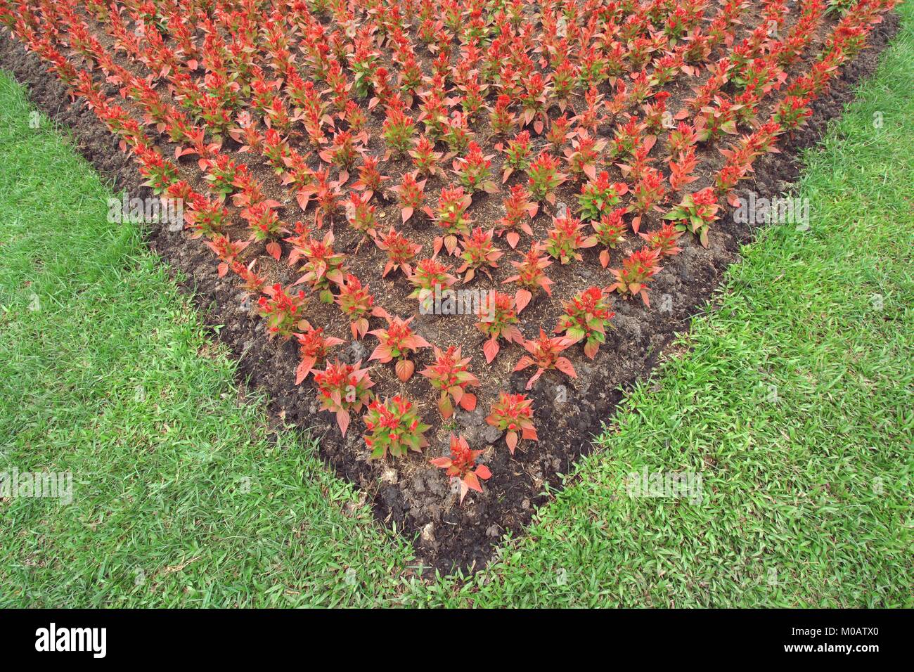 Landscaping with grasses hi-res stock photography and images - Alamy