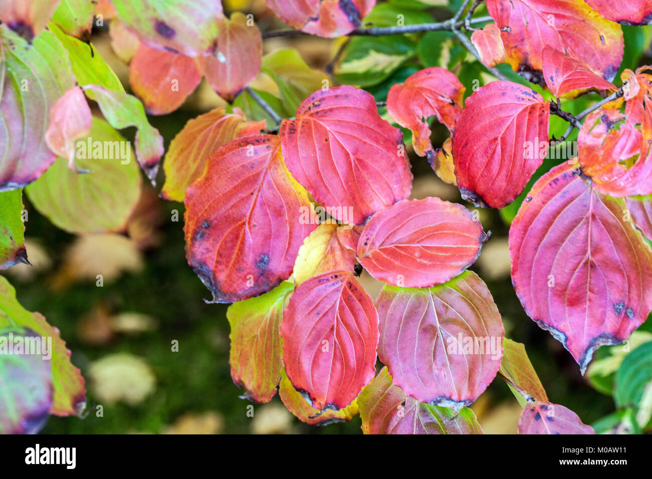 Dogwood, Autumn Cornus kousa "Satomi"  Cornus kousa, Red leaves, Garden, Shrub Stock Photo