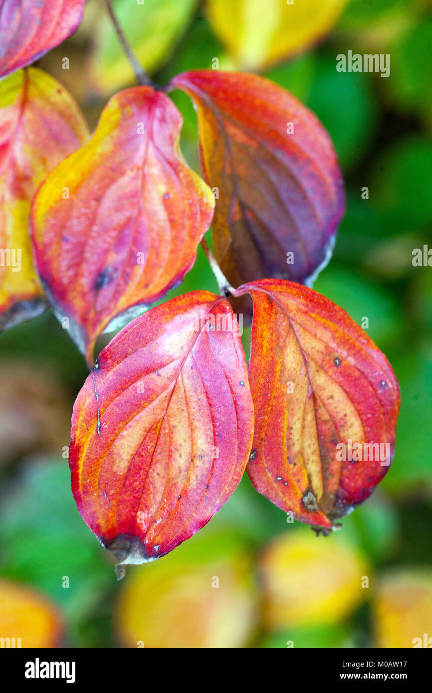 Dogwood, Cornus kousa 'Gold Star' autumn leaves Stock Photo