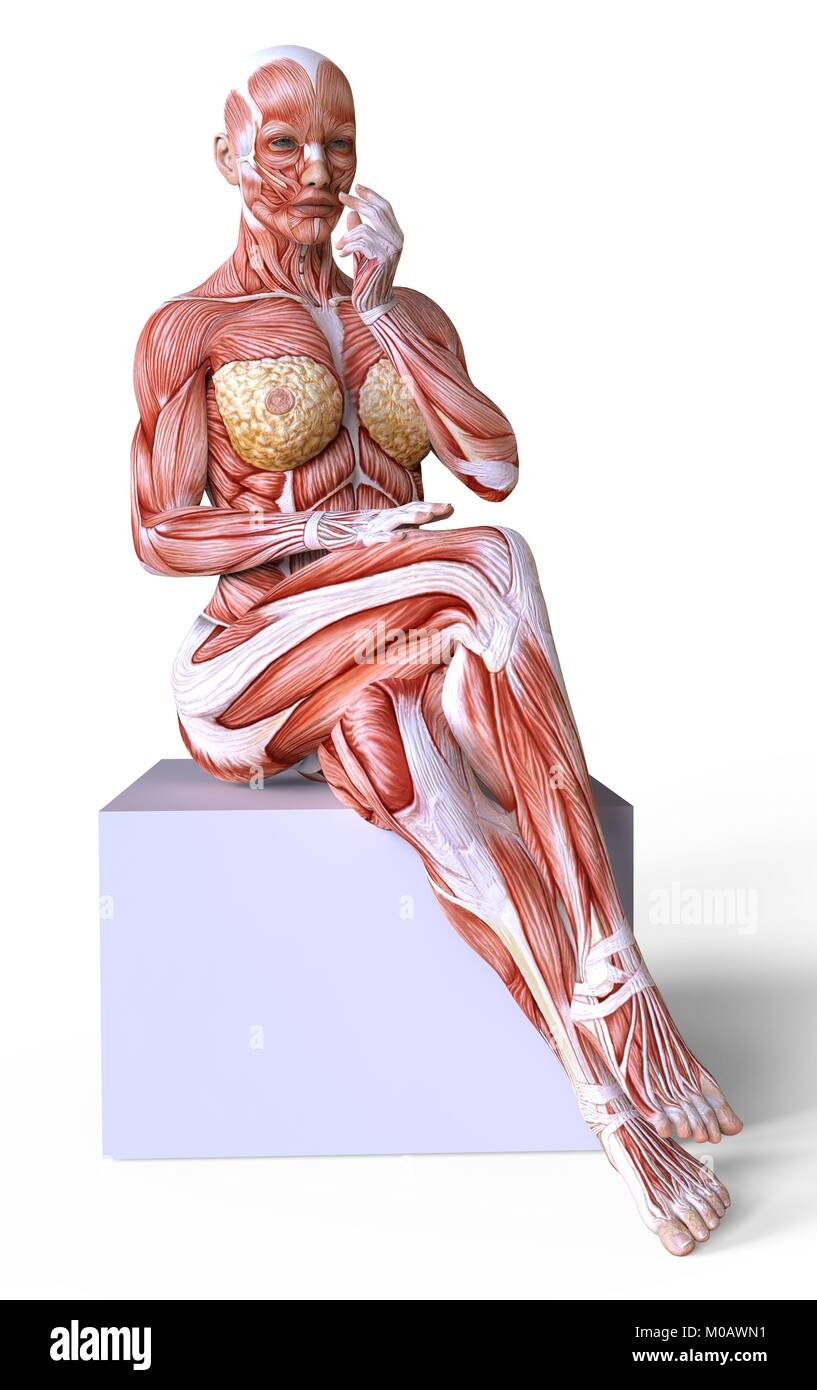 Female body without skin, anatomy and muscles isolated on white Stock