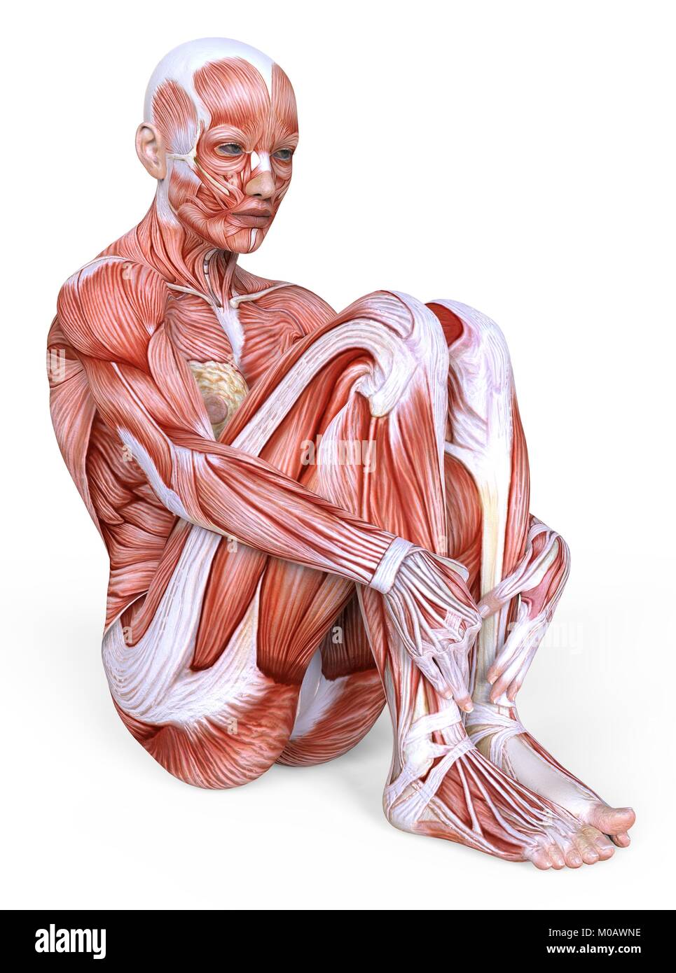 Female body without skin, anatomy and muscles isolated on white Stock