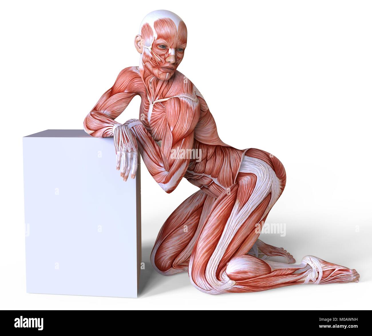 Female Body Without Skin Anatomy And Muscles Isolated On White Stock Photo Alamy