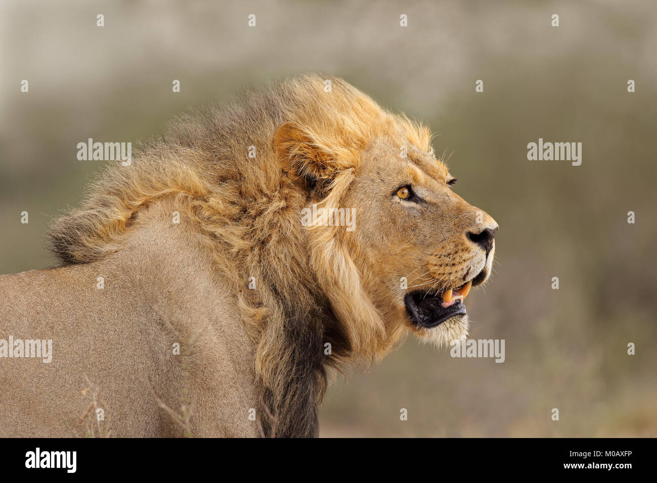 African lion south africa hi-res stock photography and images - Alamy