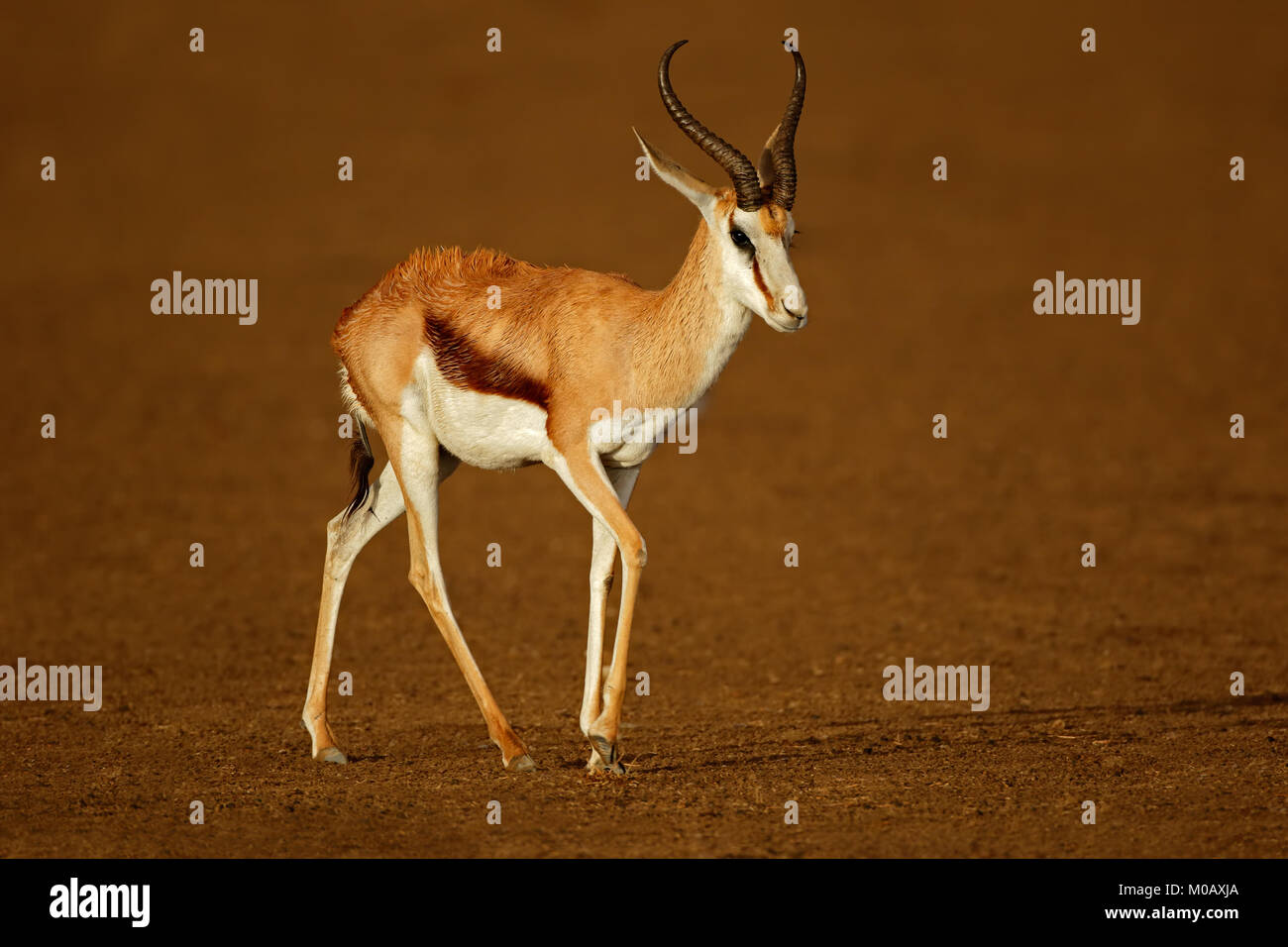 A springbok antelope (Antidorcas marsupialis) wet after the rain, Kalahari desert, South Africa Stock Photo