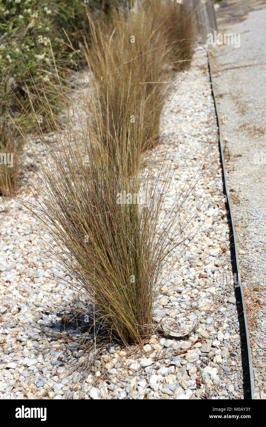 Austrostipa stipoides  or known as prickly spear-grass or coast spear-grass Stock Photo