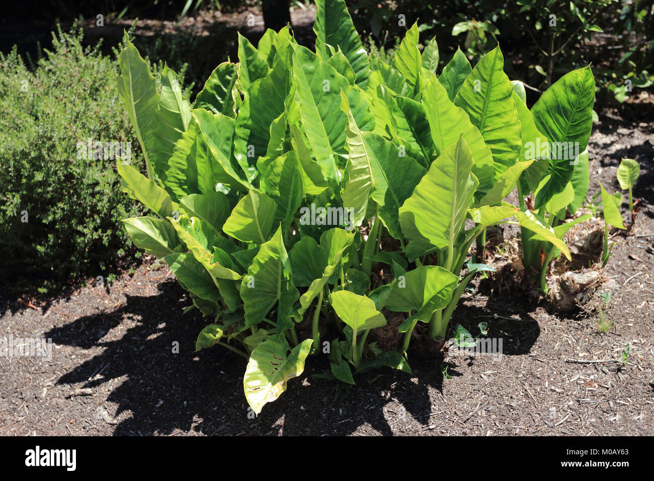Colocasia or known as elephant Ears plants Stock Photo