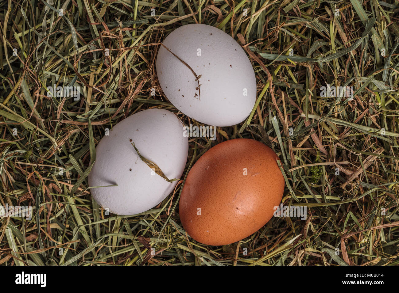 Rural eggs is laying on nest hay Stock Photo - Alamy