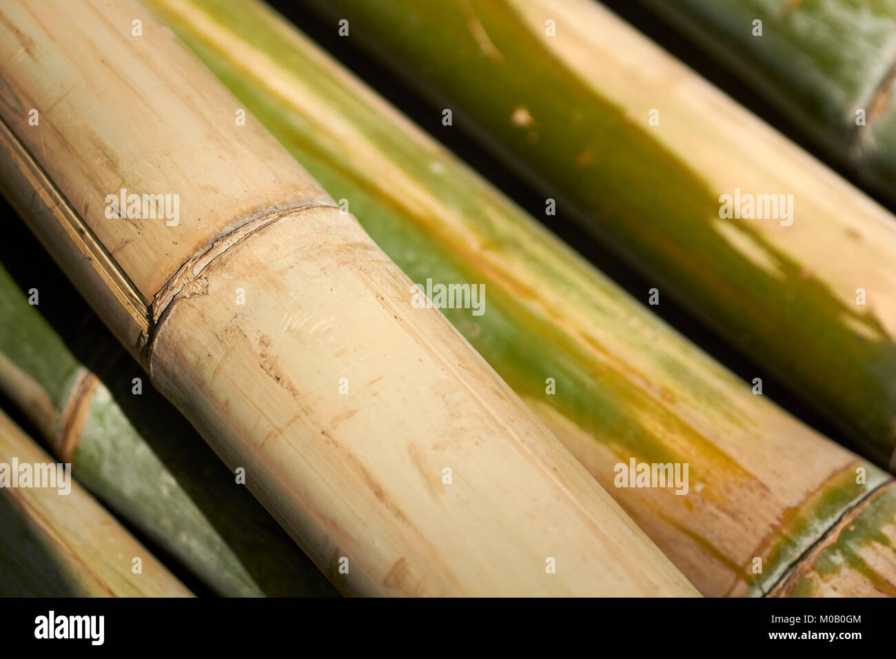 Bamboo trunks laid out for use as a building material, Chiang Mai, Thailand Stock Photo