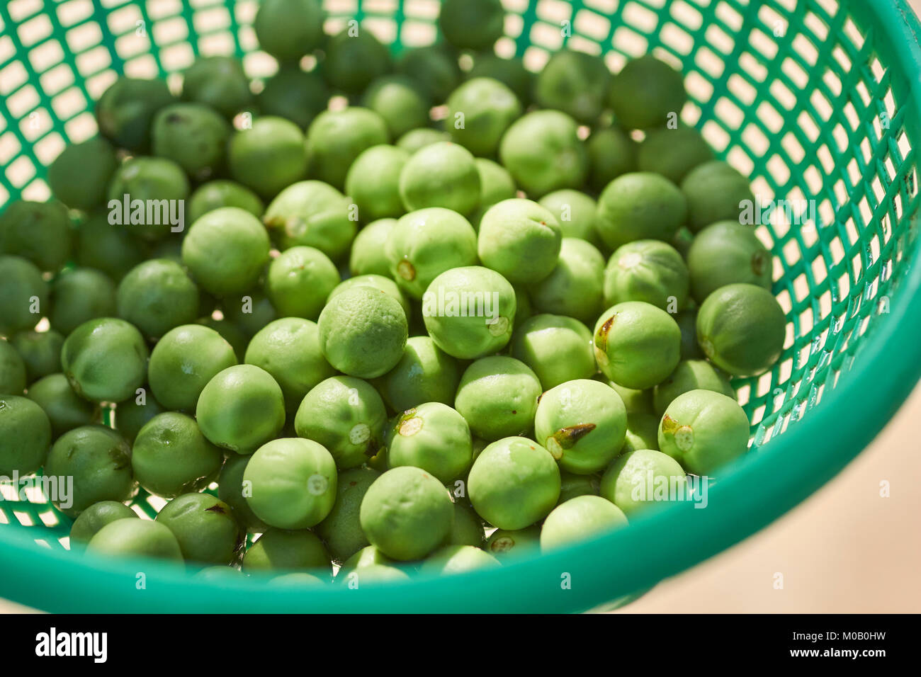 Scarlet eggplant hi-res stock photography and images - Alamy