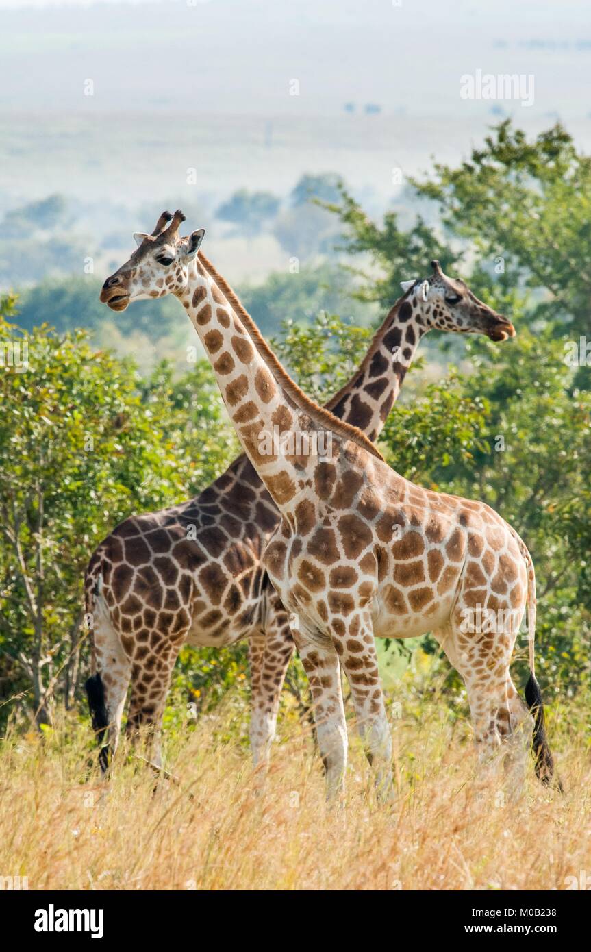 Under a shining sun two giraffes stand at a tree with the crossed long necks. Rothschild Giraffes  (Giraffa camelopardalis) in Uganda (Africa) Stock Photo