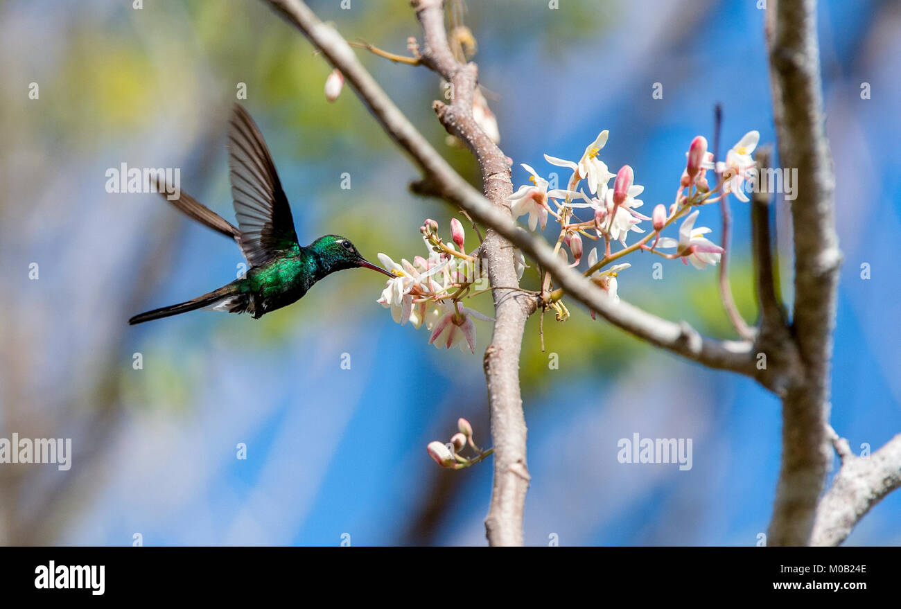 Flying  Cuban Emerald Hummingbird (Chlorostilbon ricordii), Cienaga de Zapata, Cuba Stock Photo