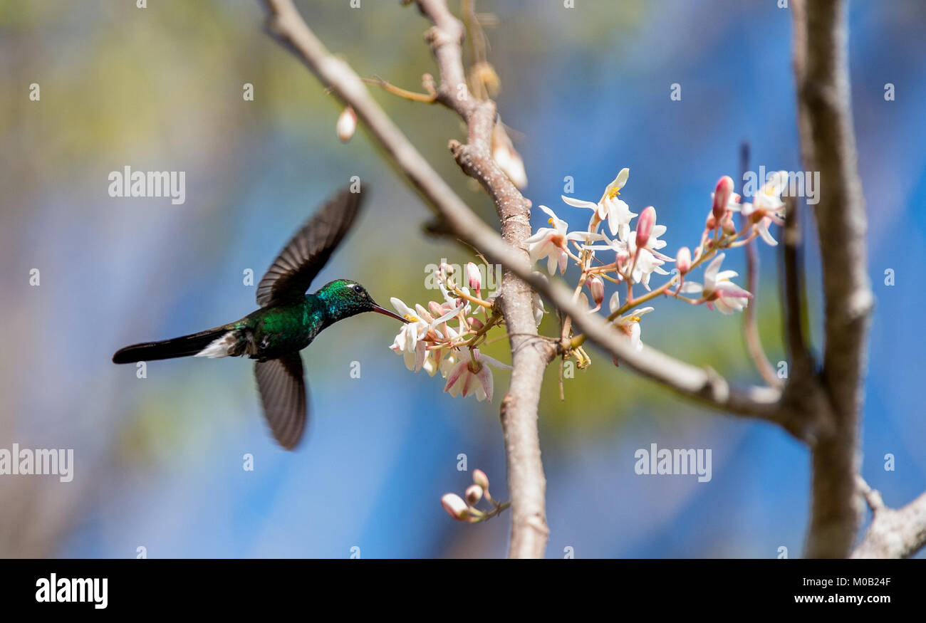 Flying  Cuban Emerald Hummingbird (Chlorostilbon ricordii), Cienaga de Zapata, Cuba Stock Photo