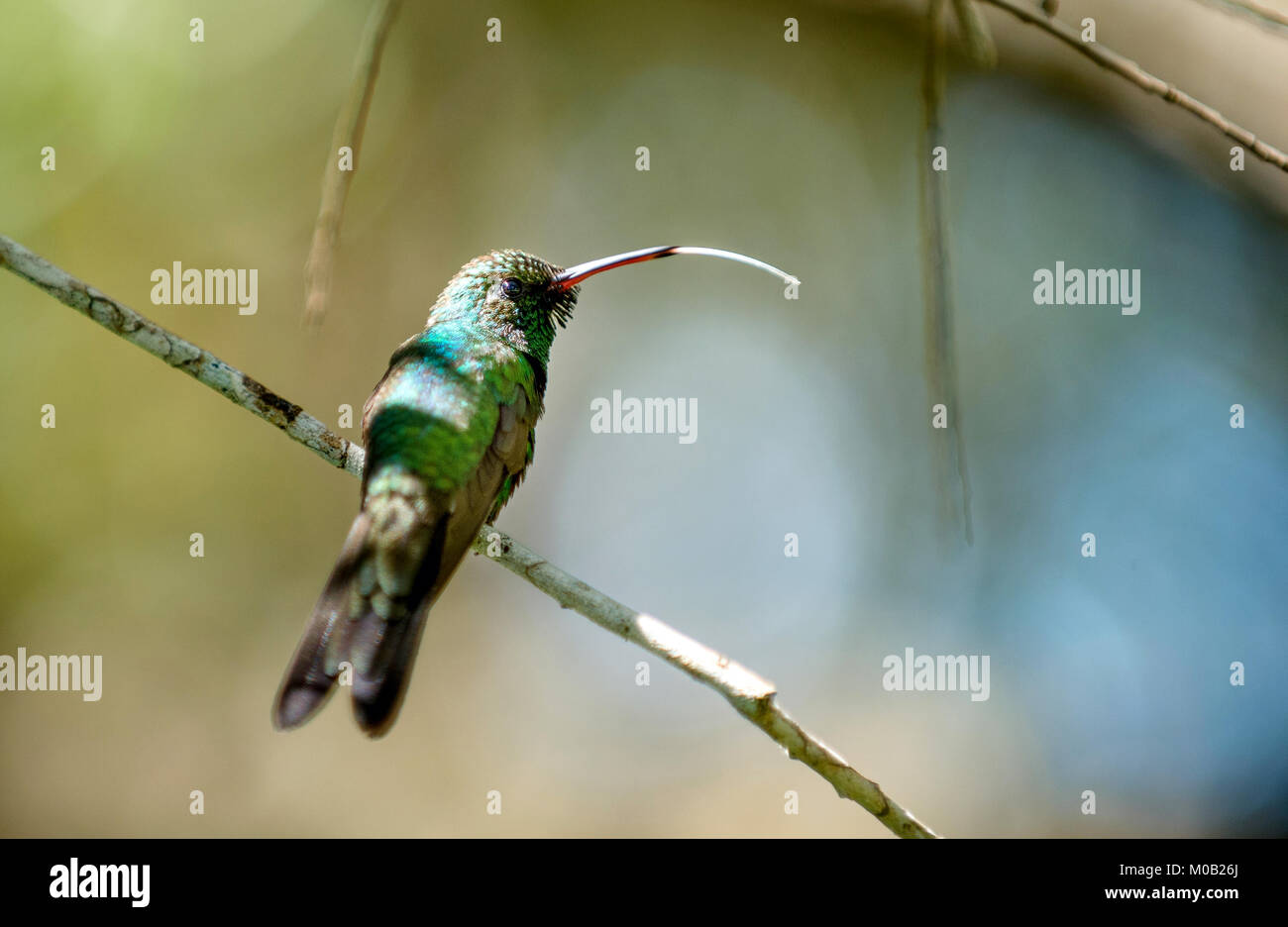 Cuban Emerald Hummingbird (Chlorostilbon ricordii), Cienaga de Zapata, Cuba Stock Photo