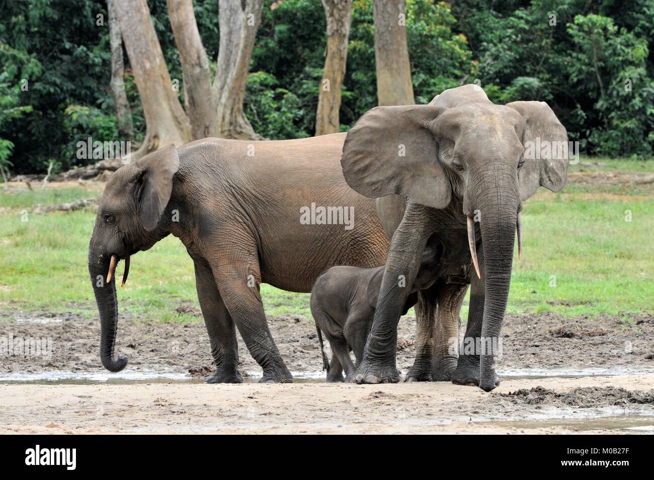 The African Forest Elephant, Loxodonta africana cyclotis, (forest dwelling elephant) of Congo Basin. At the Dzanga saline (a forest clearing) Central  Stock Photo