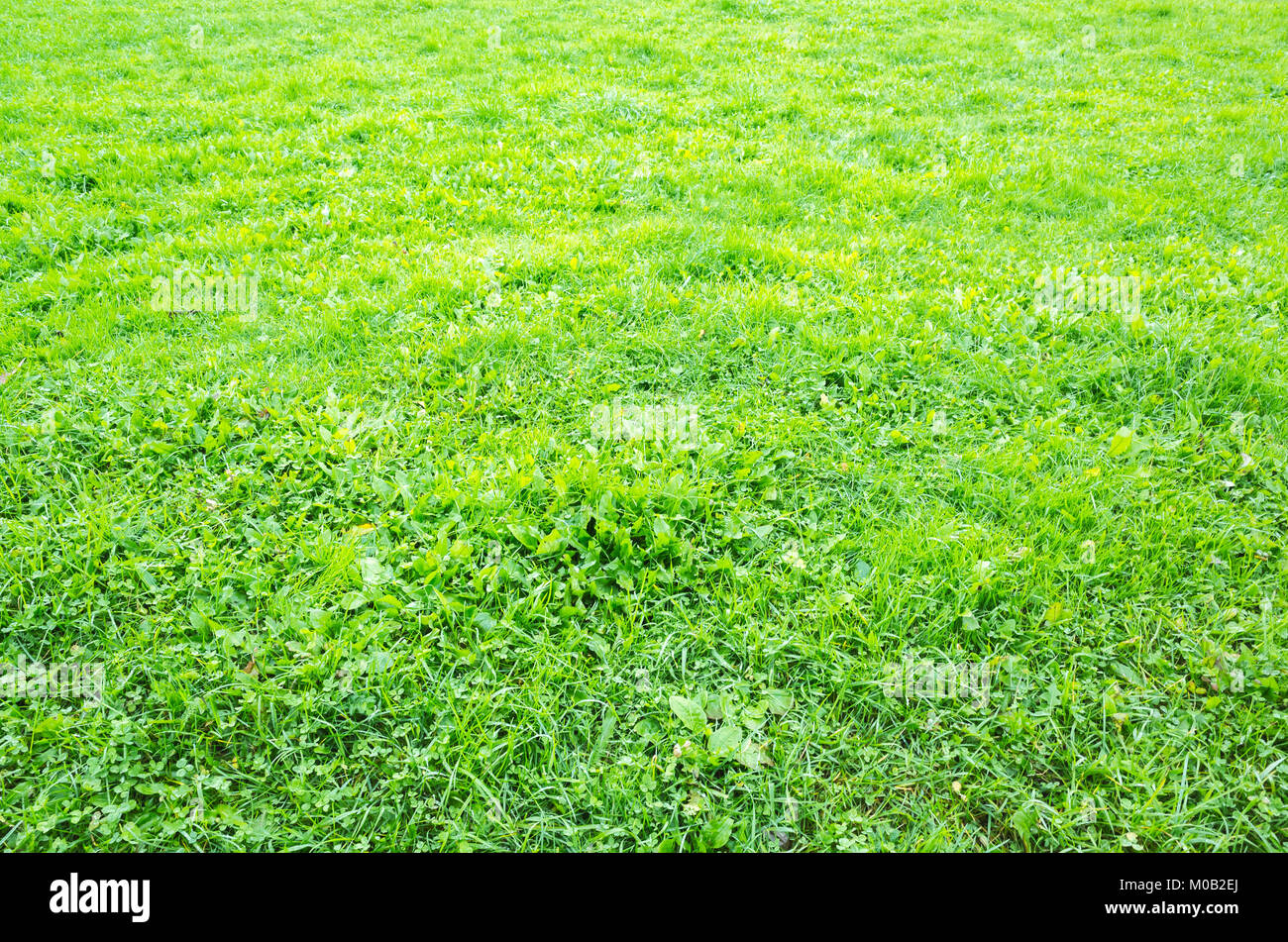 Green grass of park lawn, natural background photo texture Stock Photo