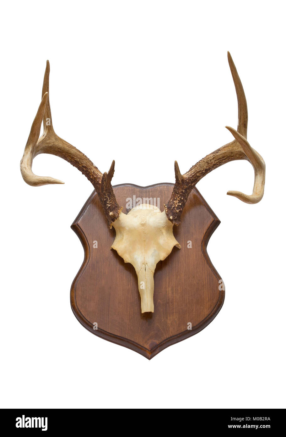 trophy deer head isolated over white Stock Photo